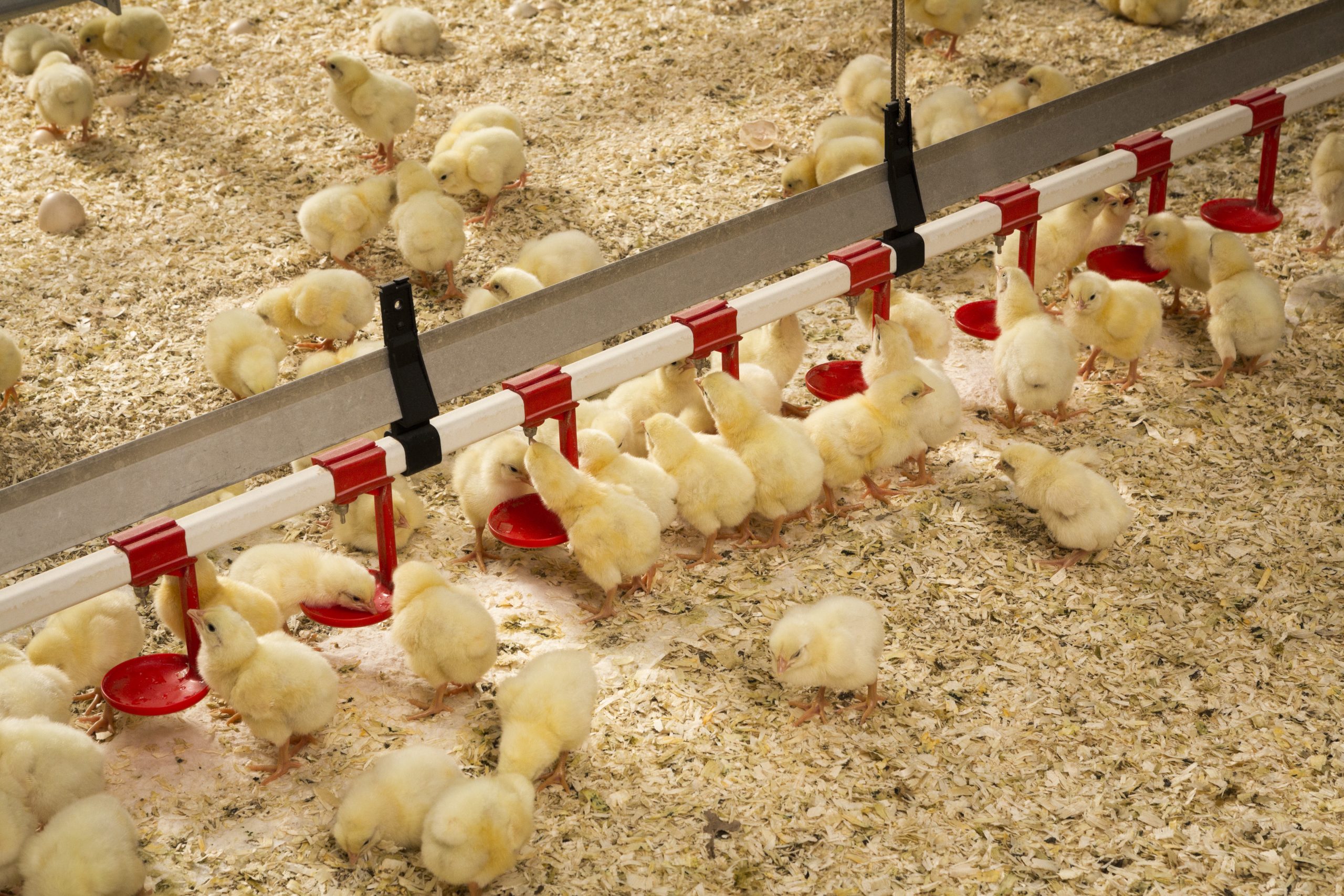 Remarkable Reduction In Antibiotics Use By Poultry Farmers Poultry