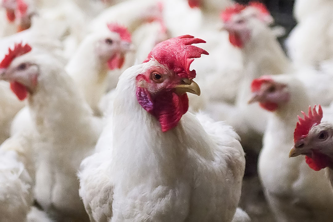 Cobb Releases New Management Guidelines Poultry World