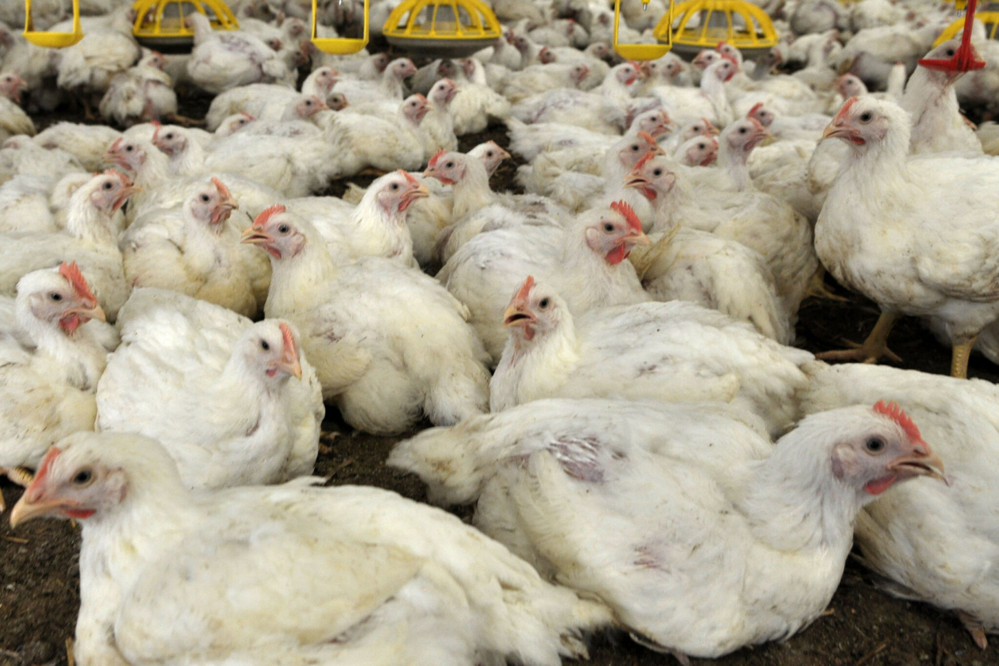 The Industry Markets Archives Poultry World