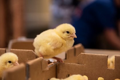 PoultryWorld - Top 5 Aviagen commitments-Breeding a sustainable future