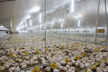 PoultryWorld - Biosecurity and risk factors for production diseases in ...