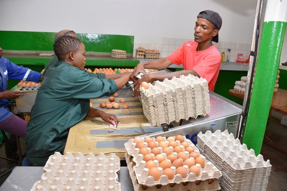 egg production business plan in botswana