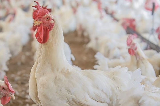 South Africa launches poultry masterplan - Poultry World