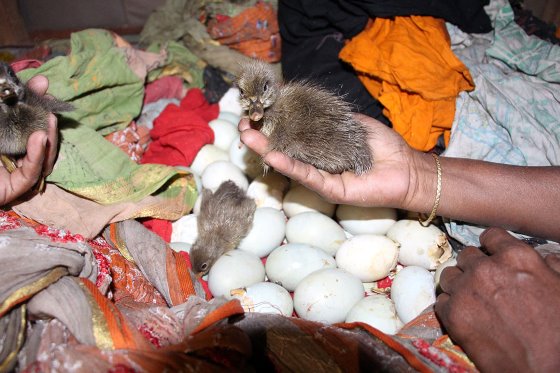 Sharing Poultry Production Best Practices In Bangladesh Poultry World 