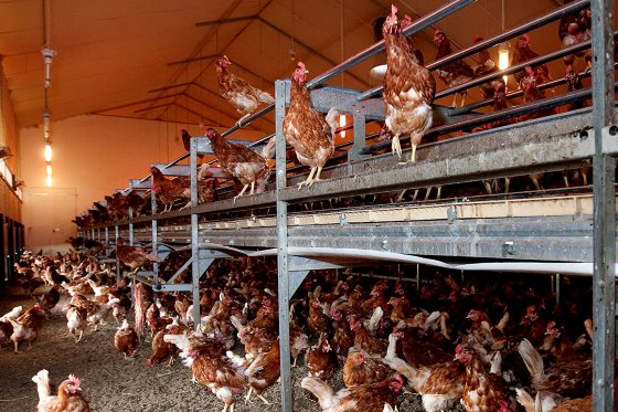 Trends And Challenges In Cage-free Egg Production - Poultry World