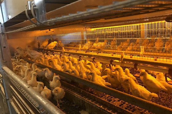 poultryworld-polish-poultry-industry-is-ready-to-grow-again