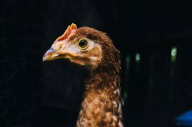 PoultryWorld - Russia reports first human infection of ...