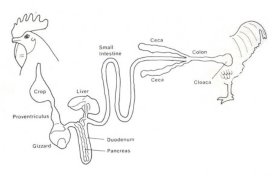 PoultryWorld - Function and nutritional roles of the avian caeca: a review