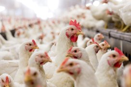 PoultryWorld - Vaccine efficiency is key in poultry production