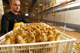 Poultryworld Early Feeding Of Ducklings Well Founded