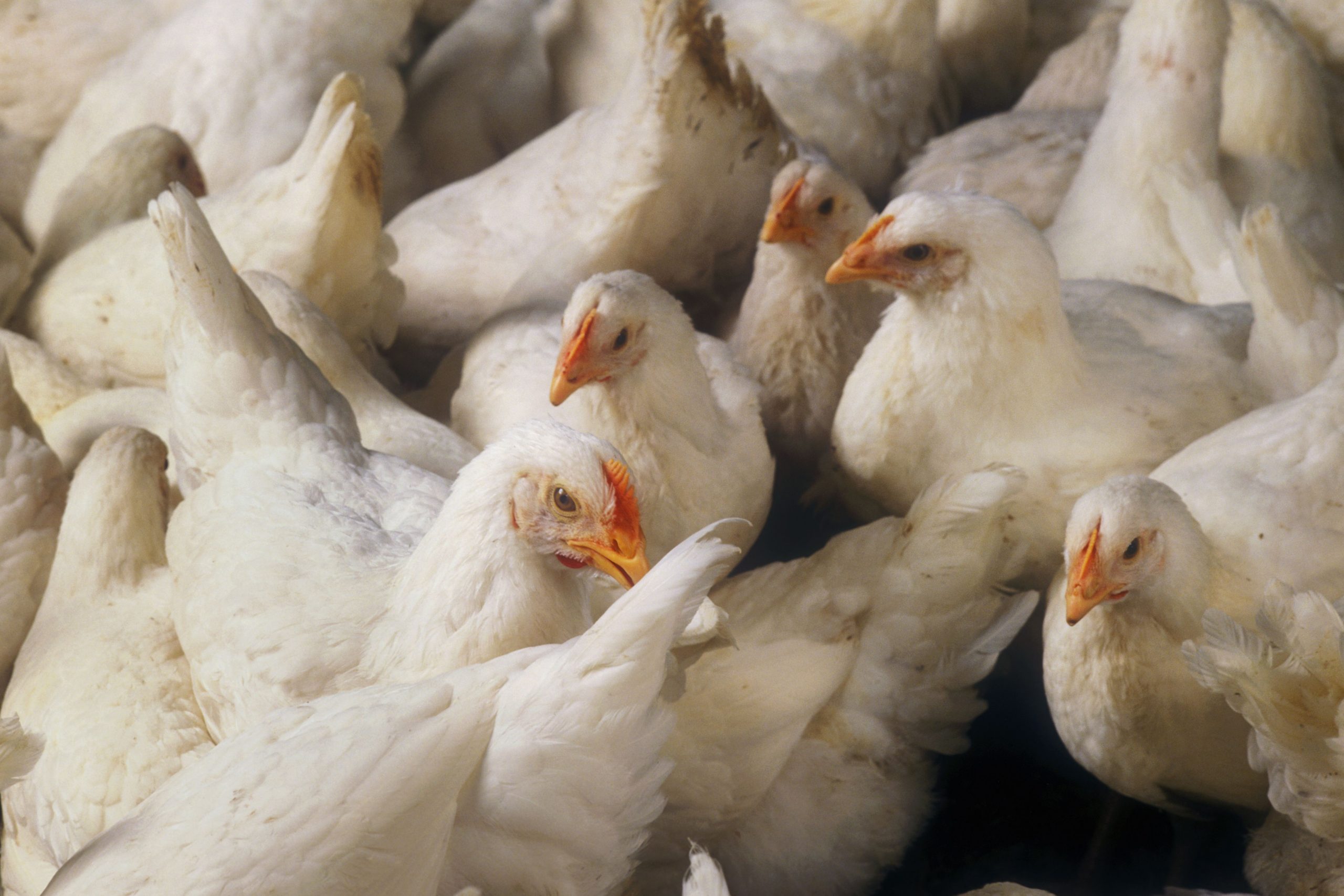 Investigative Report: Poultry Dead On Arrival - Poultry World