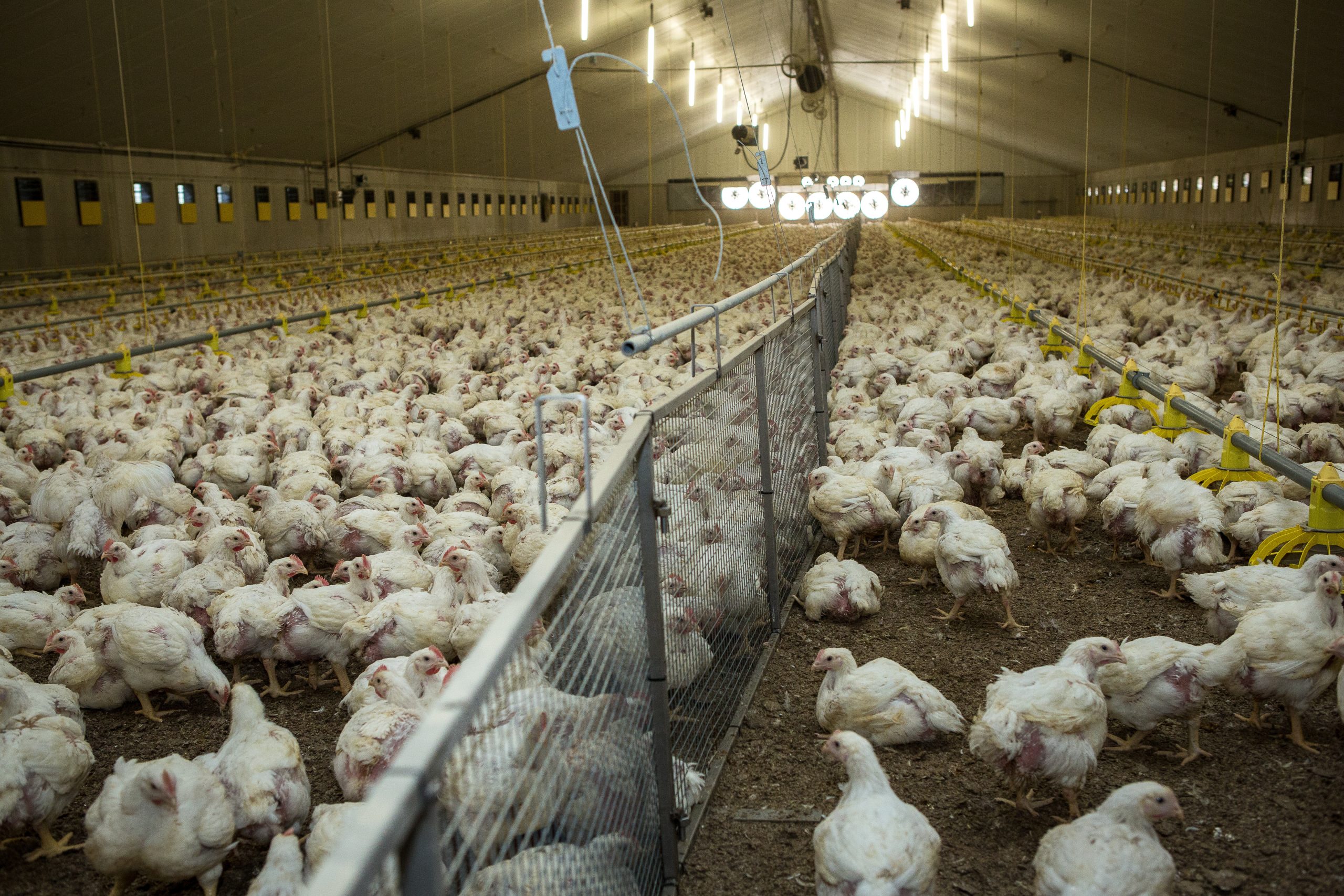 Feeding broilers for the future - Poultry World