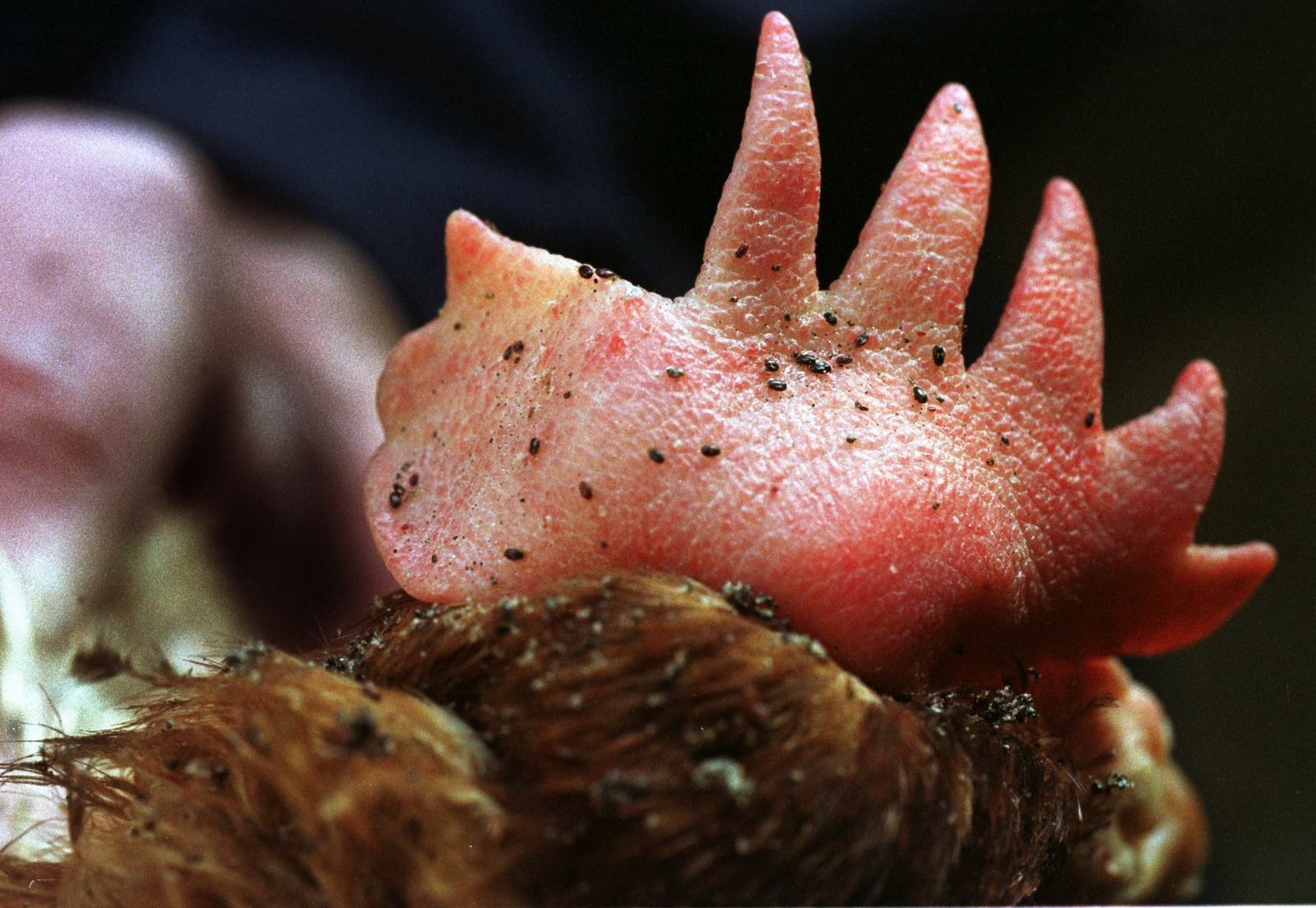 red in laying hens remains a Poultry World