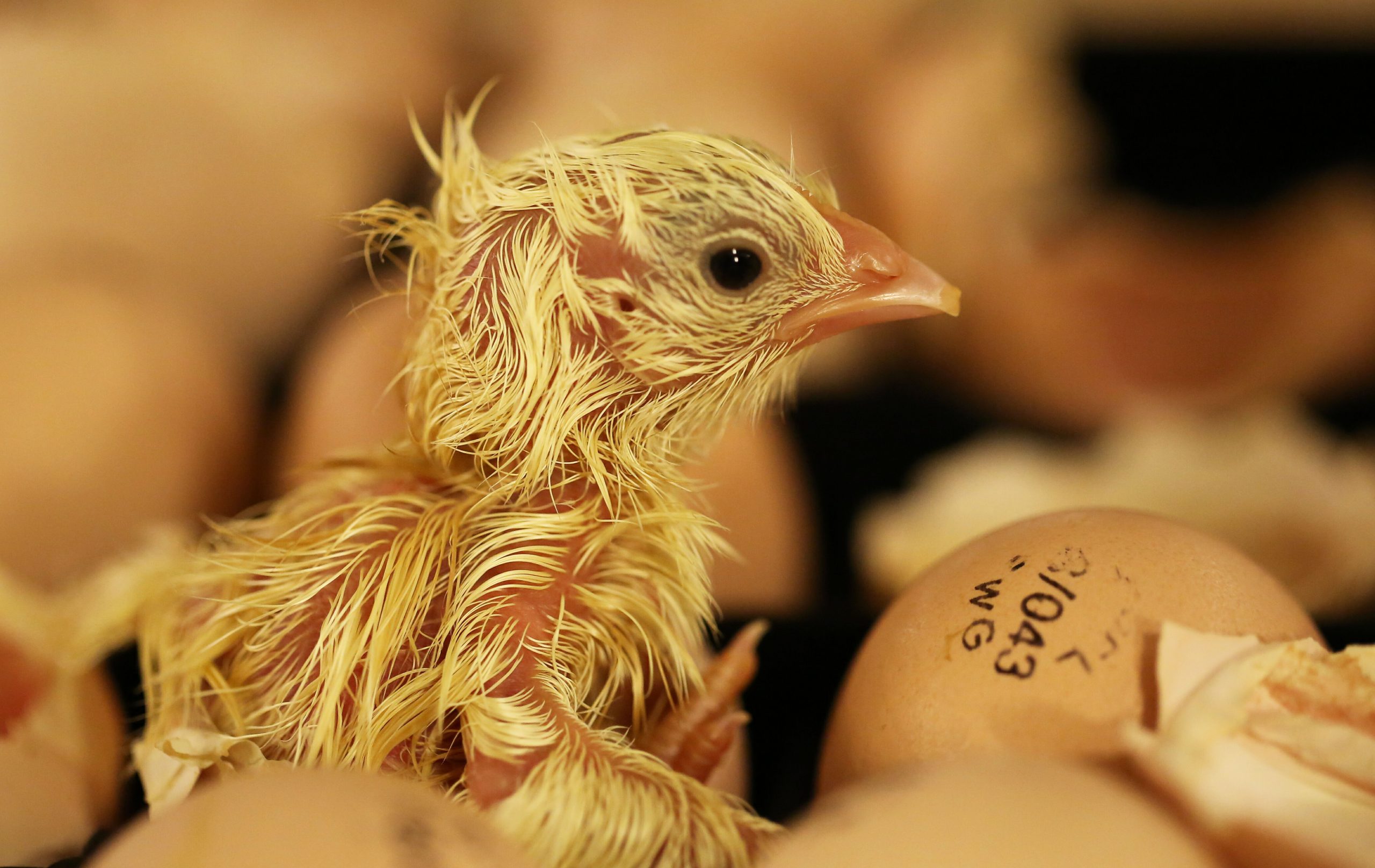 Prize Funding For Ovo Sexing Breakthrough Poultry World 8031