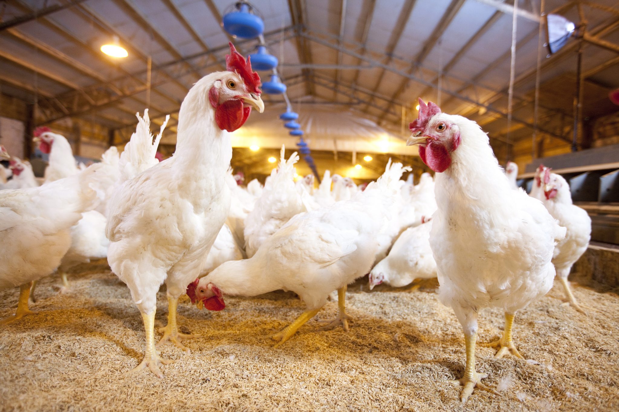 Бройлеры кросс 500. Птицеводство. Кобб 700 Португалия. Cobb-Vantress. Production of Chicken.