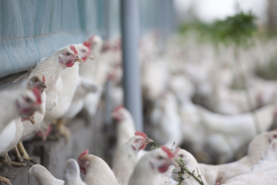 Bird Flu Outbreak On Australian Free-range Egg Farm - Poultry World