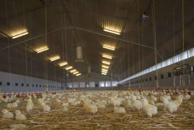 Plans dropped to build broiler units to house 350,000 birds. Photo: WestEnd61/Rex/Shutterstock