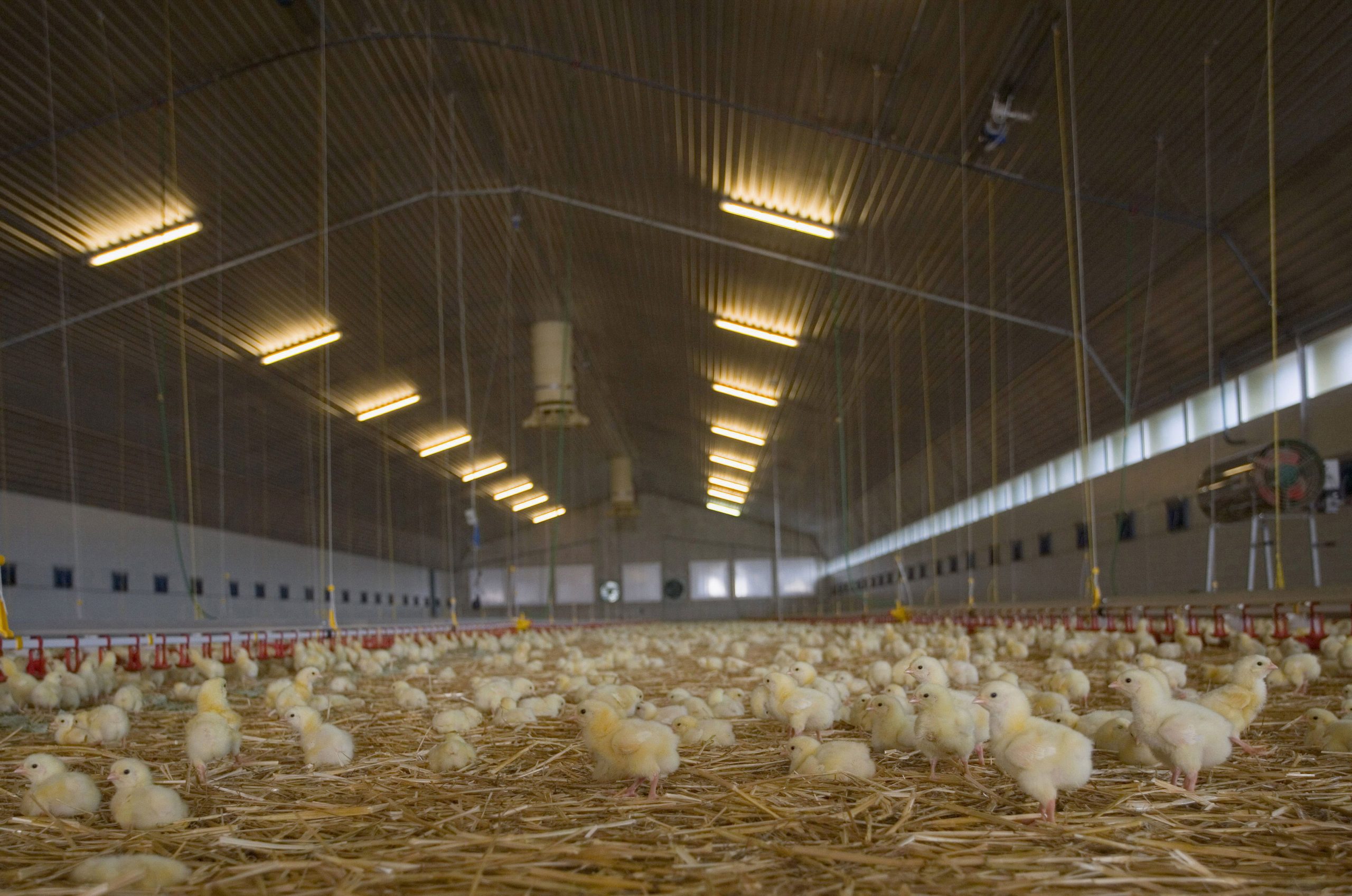 Plans Dropped To Build Broiler Units To House Birds Poultry World