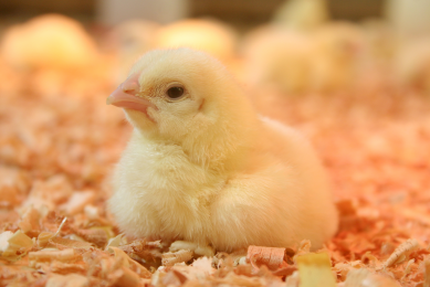 Early life factors important for broilers