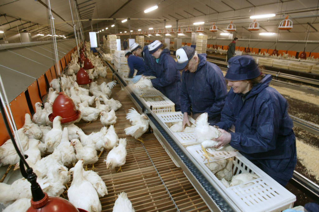 5 steps to motivate poultry farm employees Poultry World