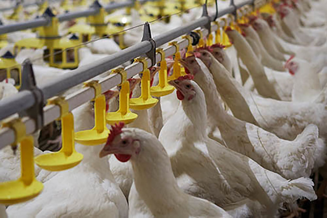 prevent-water-contamination-with-automatic-drinking-systems-poultry-world