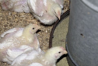 Animine introduces HiZox for poultry feeds