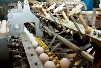 Indian egg prices reach stalemate