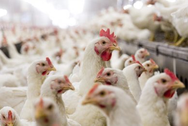 Animal groups call for chicken welfare changes post Brexit. Photo: Bart Nijls