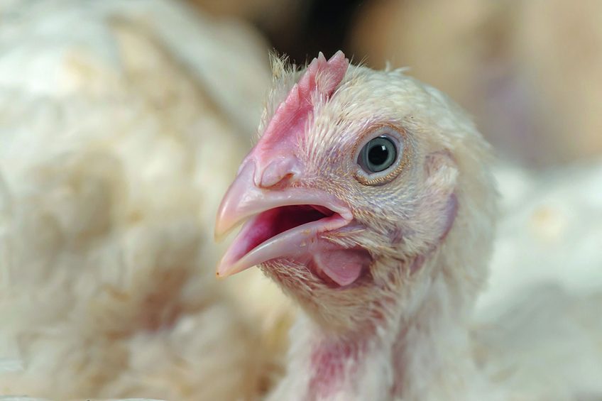 How To Prevent Heat Stress Poultry World