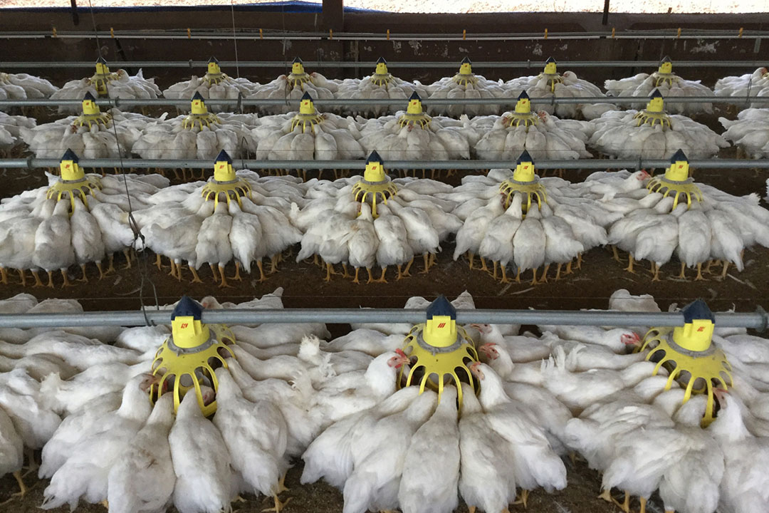 New pan feeding system – an alternative to beak treatments - Poultry World