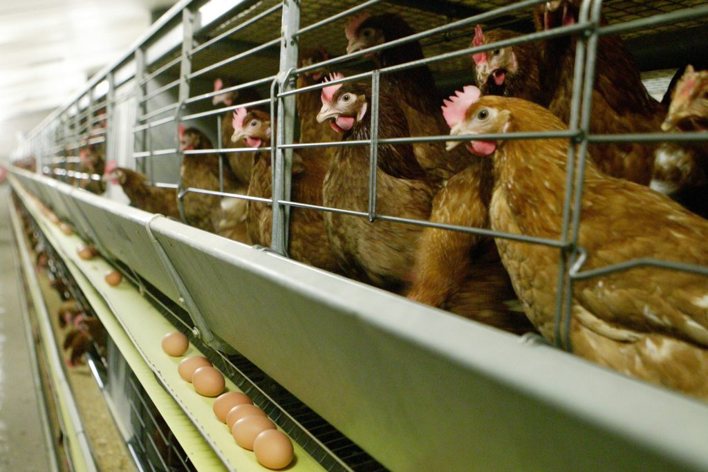 Carrefour announce all eggs going cage free by 2025 Poultry World