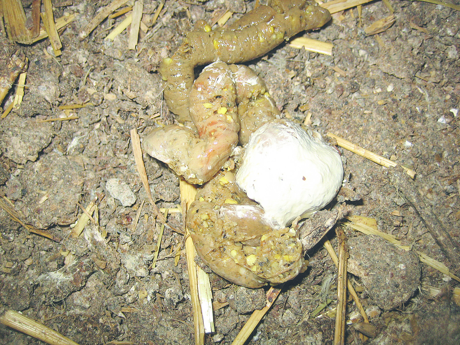 Undigested rice clearance in dog stool