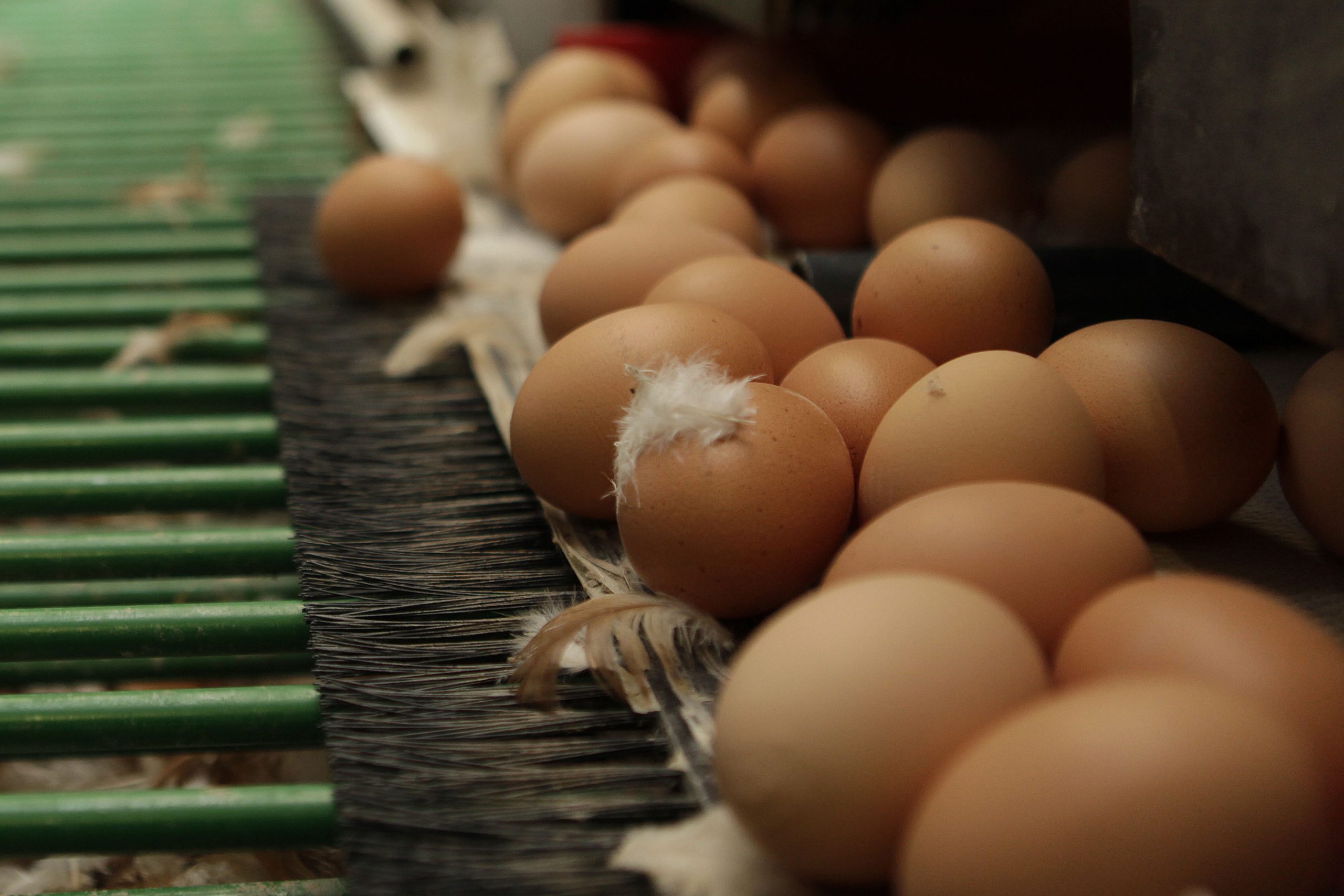 EU salmonella spike caused by egg contamination Poultry World