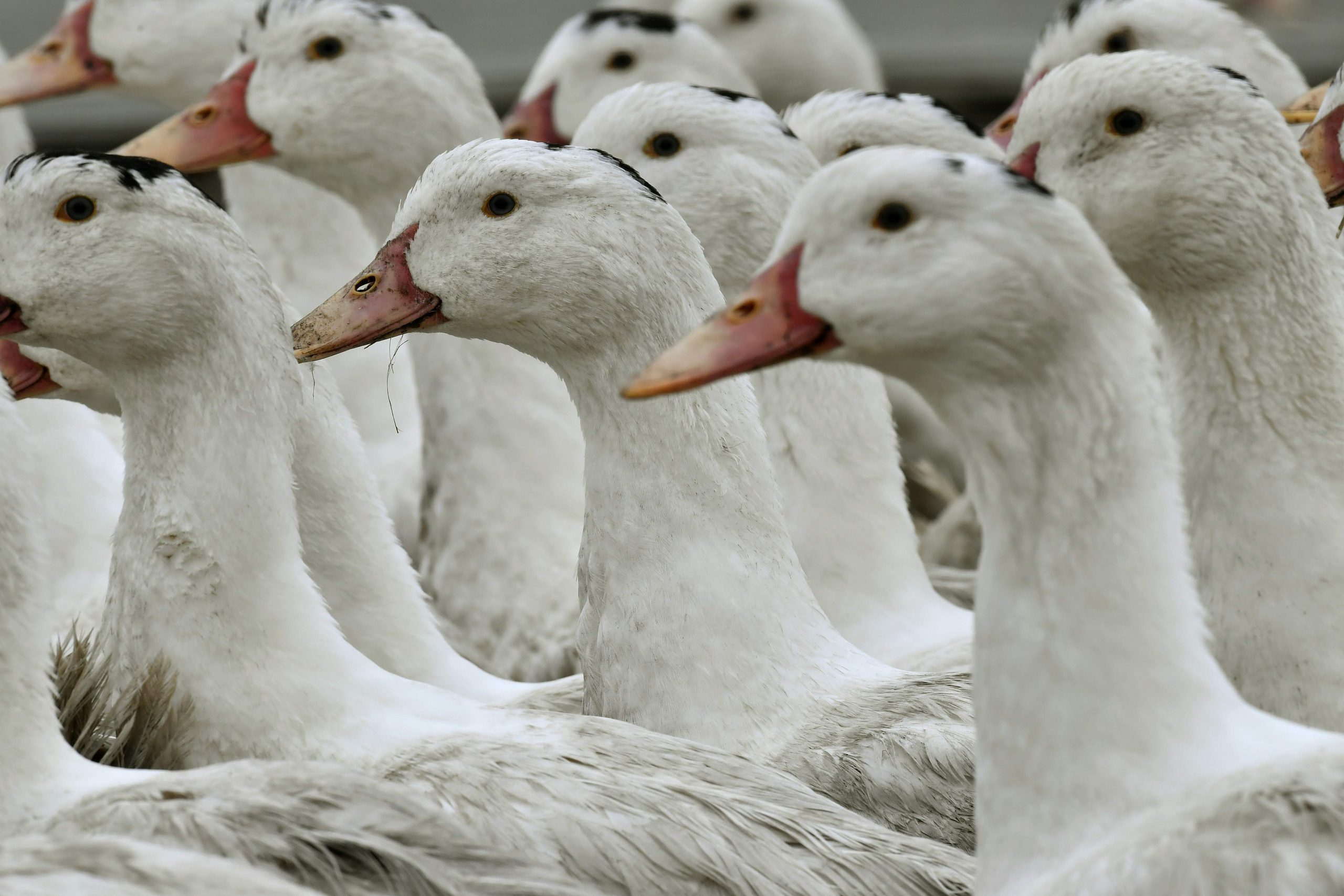 EFSA: Report dead water birds to curb AI - Poultry World