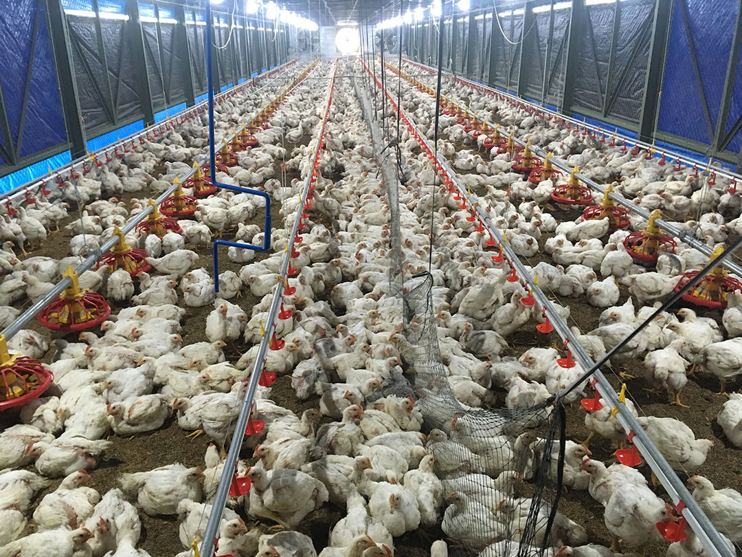 Disease Changes Landscape For Years - Poultry World