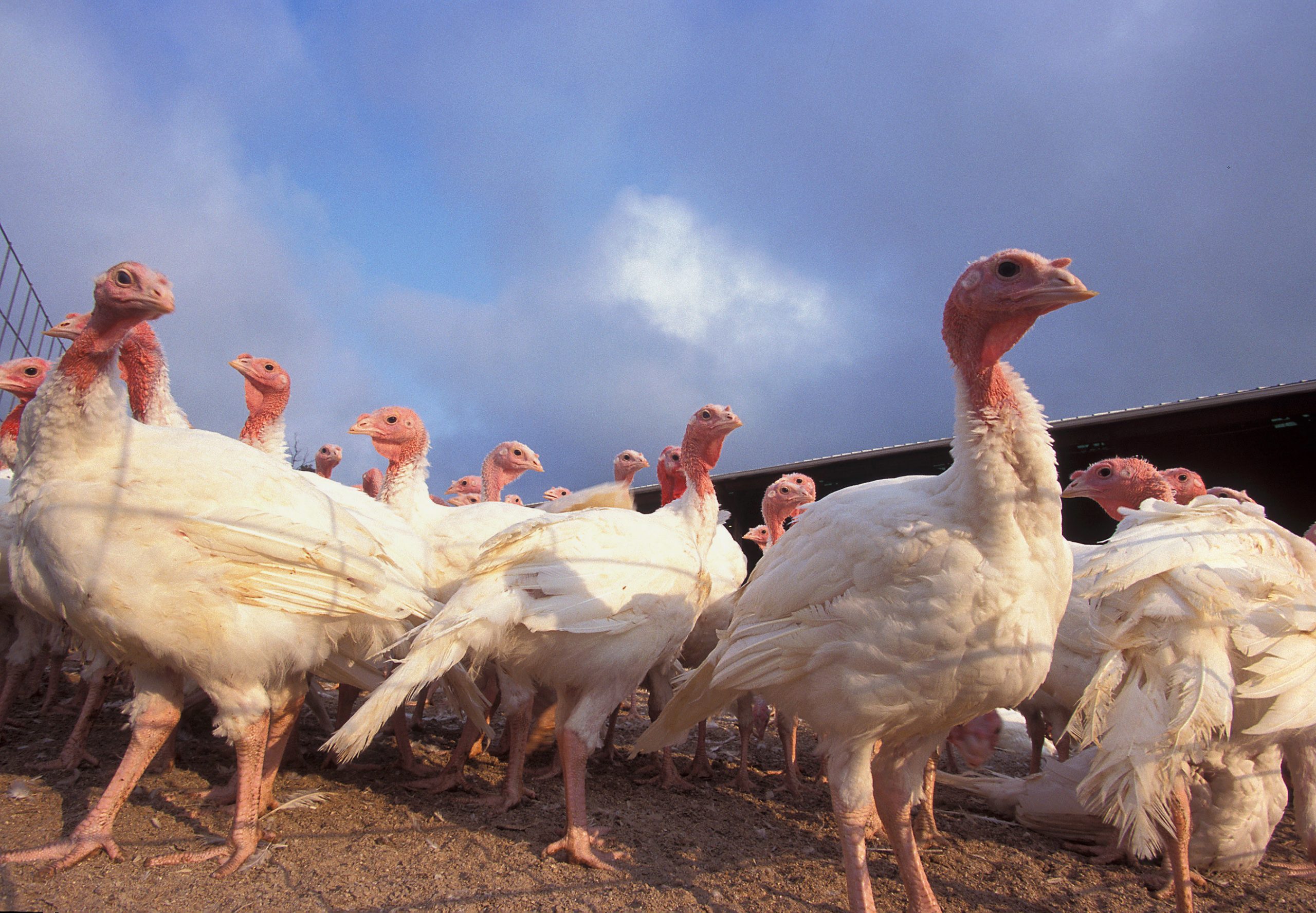 New Zealand opens to US turkey imports - Poultry World