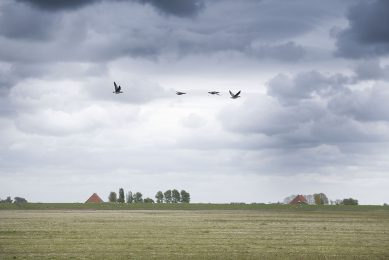 Research shows that avian influenza introduced by migratory birds has a devastating effect on commercial poultry flocks. Photo: Mark Pasveer