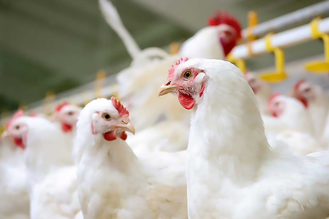 Breaking The Pathogen Cycle - Poultry World