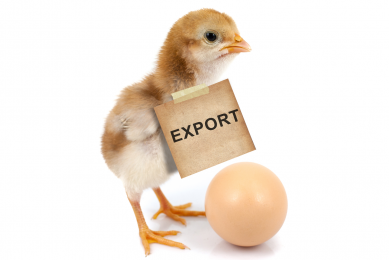 Russian poultry exports creep into the EU. Photo: Shutterstock