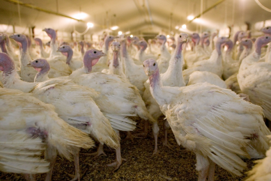 Second outbreak of avian influenza in Missouri