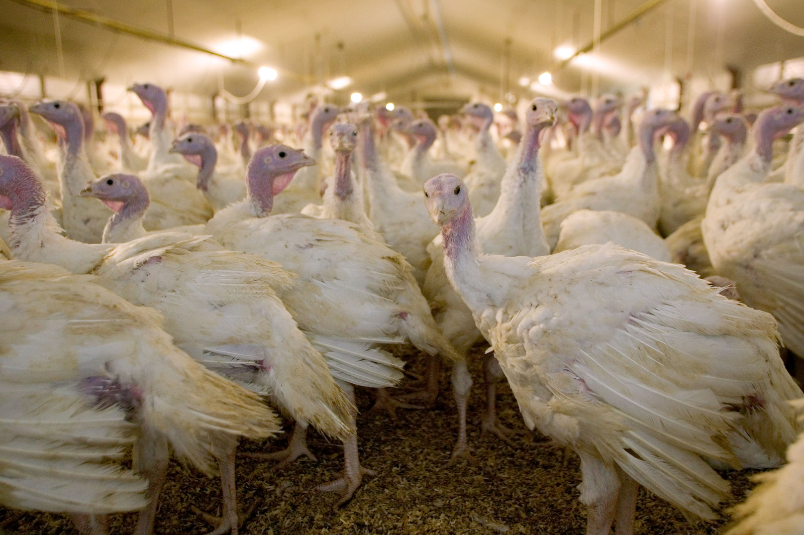 Second outbreak of avian influenza in Missouri - Poultry World