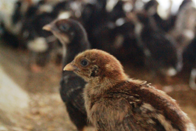 Cargill launches poultry mentor program in Indonesia