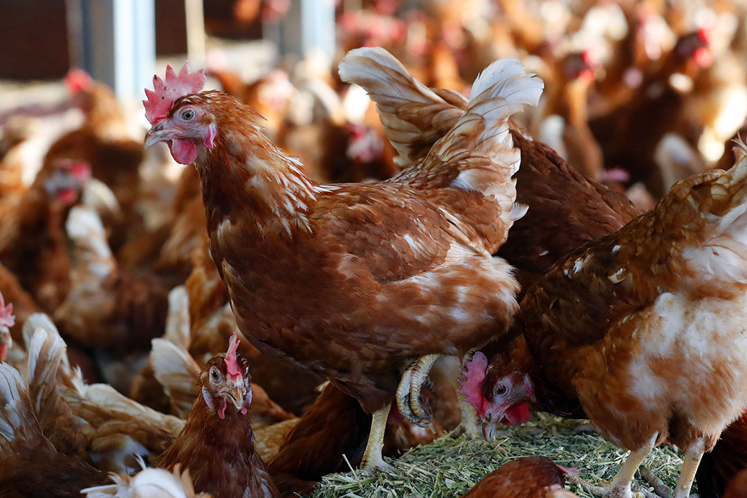 Gene editing makes chickens resistant against avian flu - Poultry World