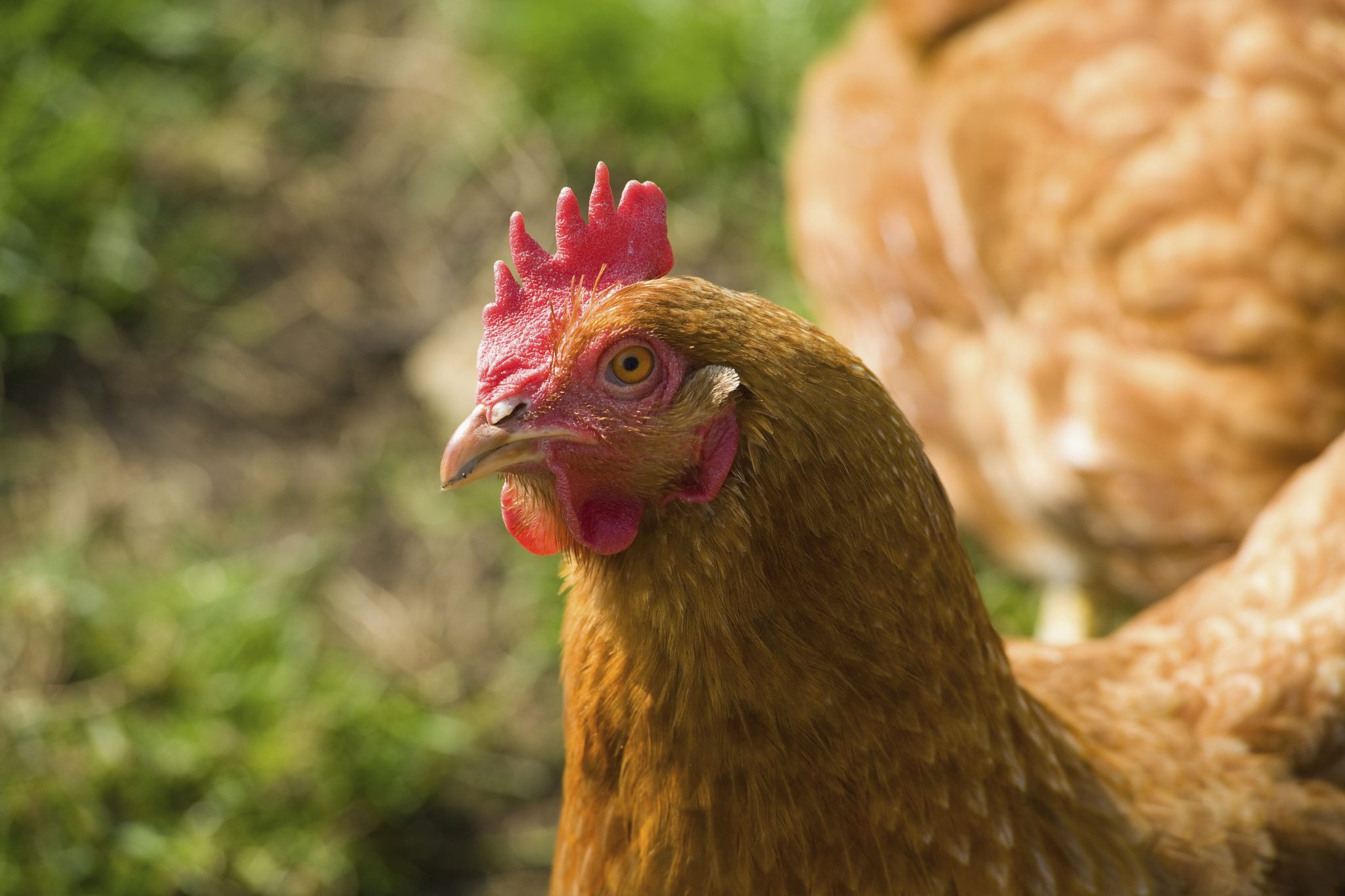 Grants available to poultry producers Poultry World