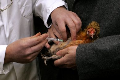 China launches vaccination programme against H7N9. Photo: ANP