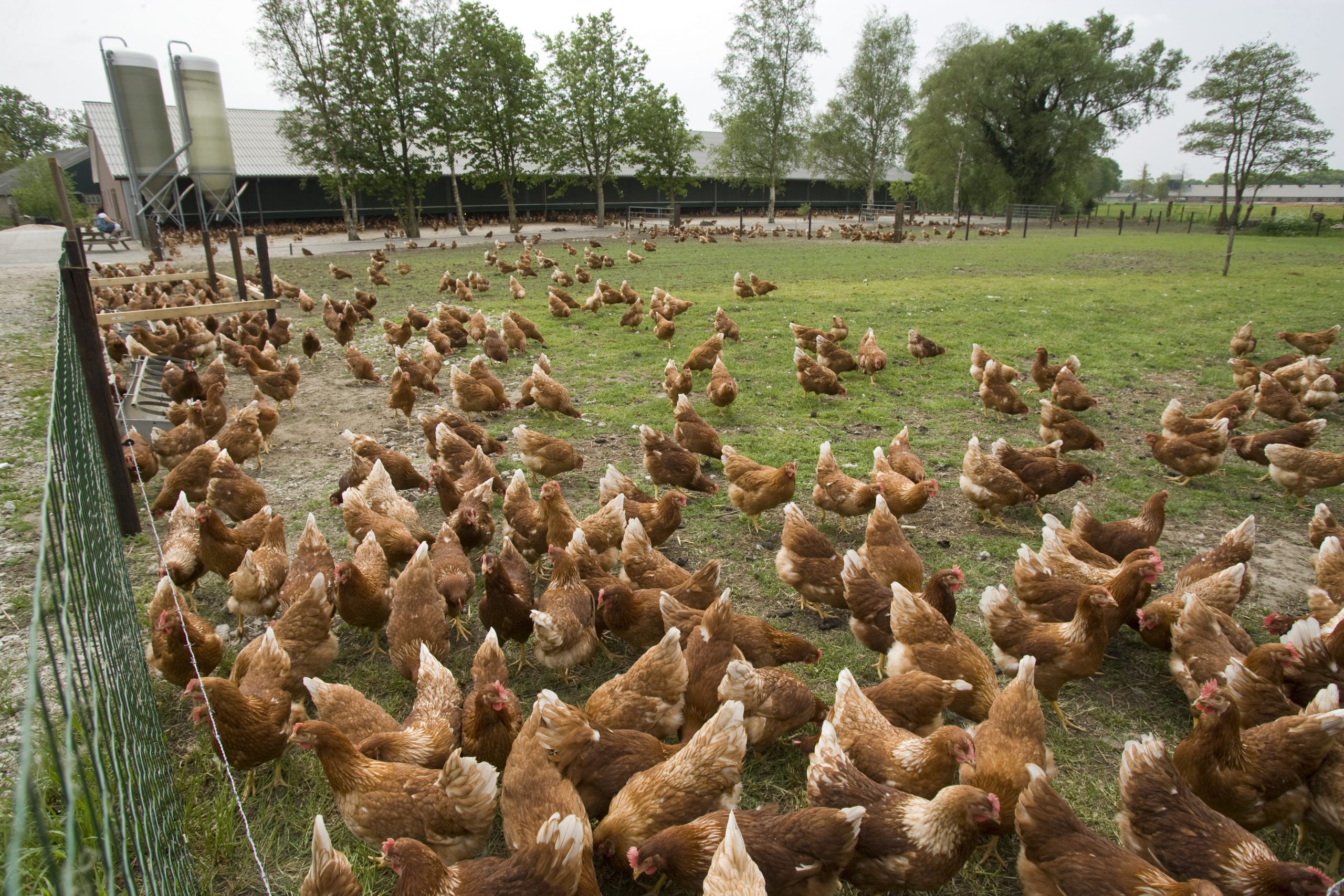 12 Ways To Eliminate Odour On Poultry Farms Poultry World