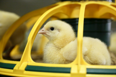 AI prompts Ohio to ban poultry shows