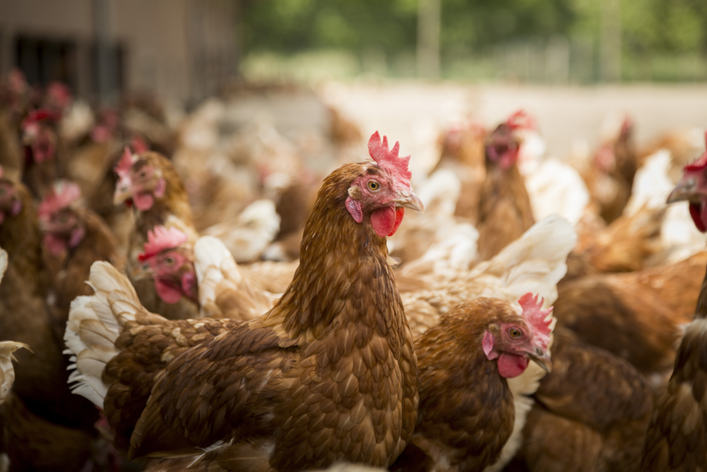 Pre-peak feed recommendations for laying hens - Poultry World