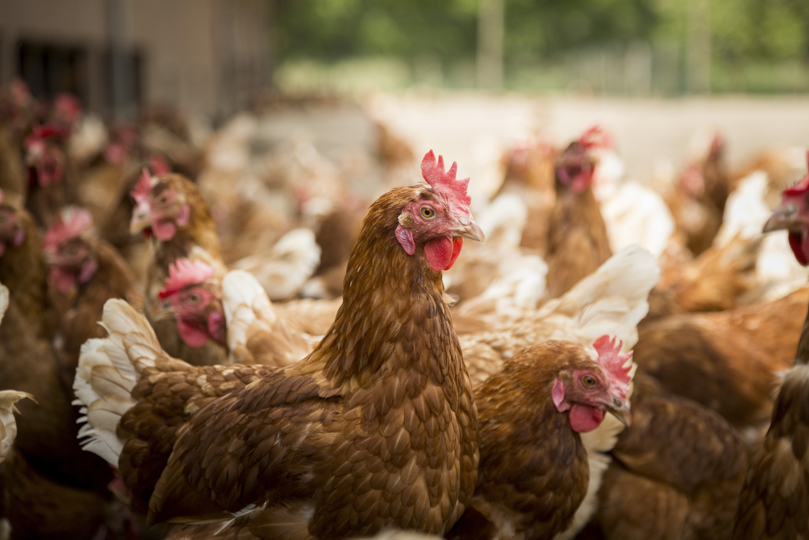 Pre-peak Feed Recommendations For Laying Hens - Poultry World