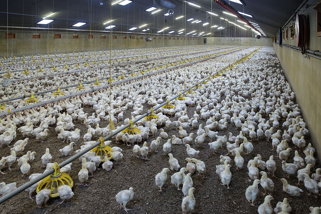 effects-of-stocking-density-on-broiler-production-parameters-poultry